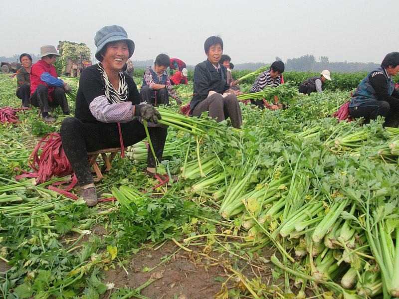 芹菜基地丰收忙